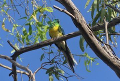 Psephotus haematonotus