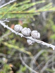 Leptospermum squarrosum