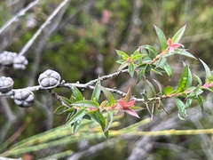 Leptospermum squarrosum