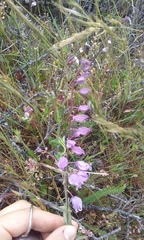 Streptanthus glandulosus pulchellus