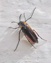 Metoecus paradoxus