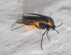 Metoecus paradoxus