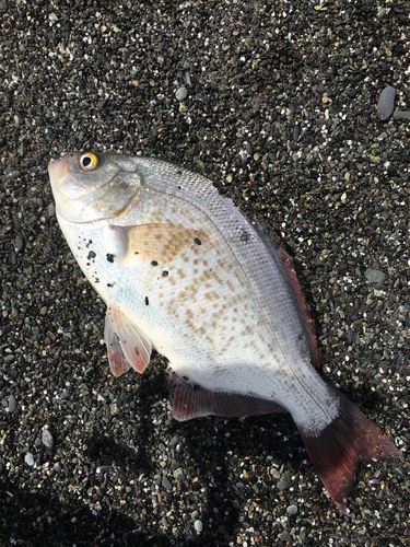 Amphistichus rhodoterus