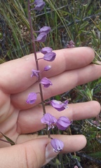 Streptanthus glandulosus pulchellus