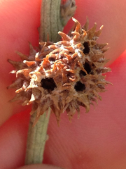 Rhopalomyia utahensis