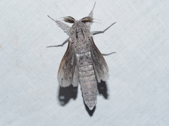 Endoxyla edwardsorum