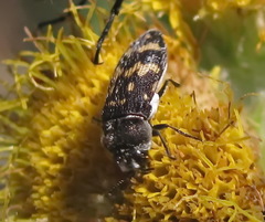 Acmaeoderini