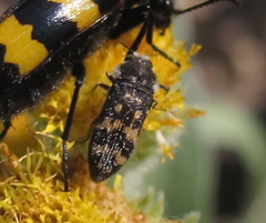 Acmaeoderini