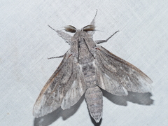 Endoxyla edwardsorum