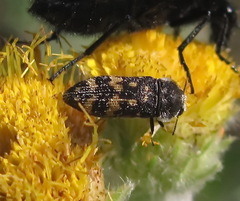 Acmaeoderini