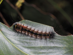 Anthela rubeola