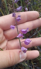 Streptanthus glandulosus pulchellus