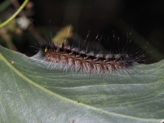 Anthela rubeola