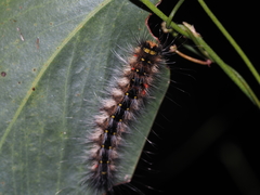 Anthela rubeola