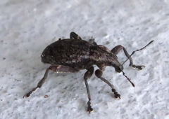 Elytrodon bidentatus