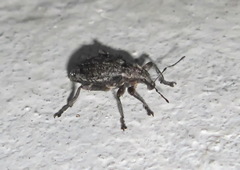 Elytrodon bidentatus