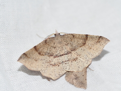 Rhinodia rostraria