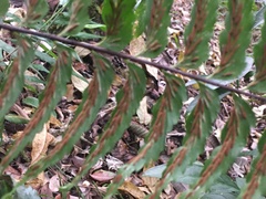 Asplenium contiguum
