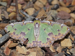 Eucyclodes buprestaria