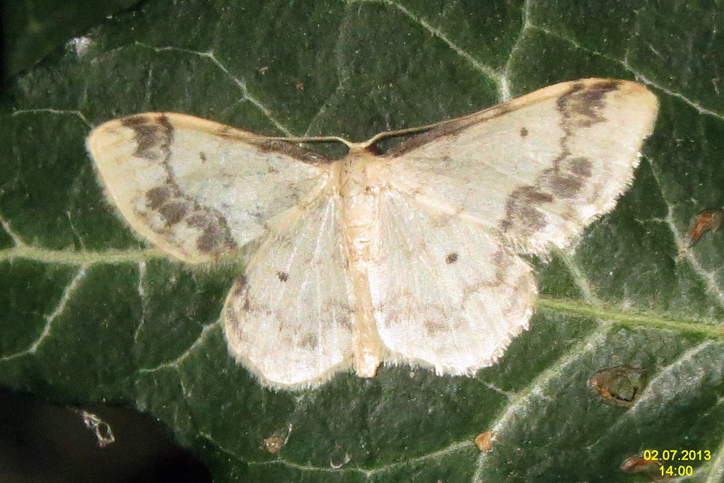 Treble Brown Spot