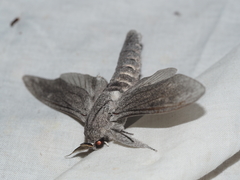 Endoxyla edwardsorum