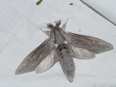 Endoxyla edwardsorum