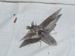 Endoxyla edwardsorum