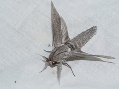 Endoxyla edwardsorum