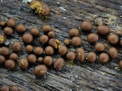 Perichaena corticalis