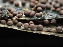 Perichaena corticalis