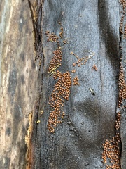 Perichaena corticalis