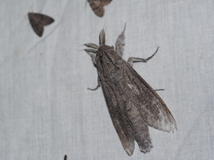 Endoxyla edwardsorum