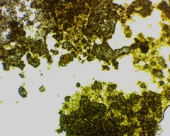 Perichaena corticalis