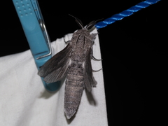 Endoxyla edwardsorum