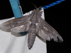 Endoxyla edwardsorum