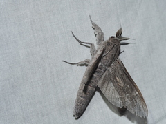 Endoxyla edwardsorum