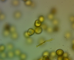 Perichaena corticalis