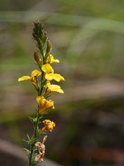 Goodenia paniculata