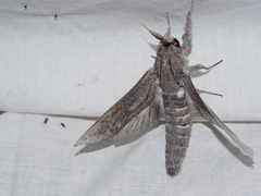 Endoxyla edwardsorum