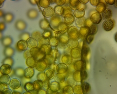 Perichaena corticalis