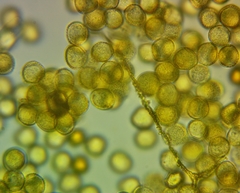 Perichaena corticalis