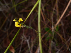 Goodenia paniculata