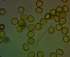 Perichaena corticalis