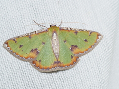 Eucyclodes buprestaria