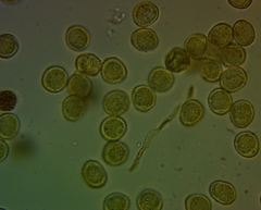 Perichaena corticalis