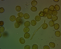 Perichaena corticalis