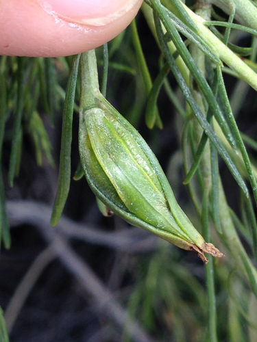Rabbitbrush stem gall moth photo 2