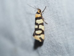 Tanyzancla argutella