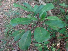 Daphniphyllum calycinum