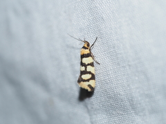 Tanyzancla argutella